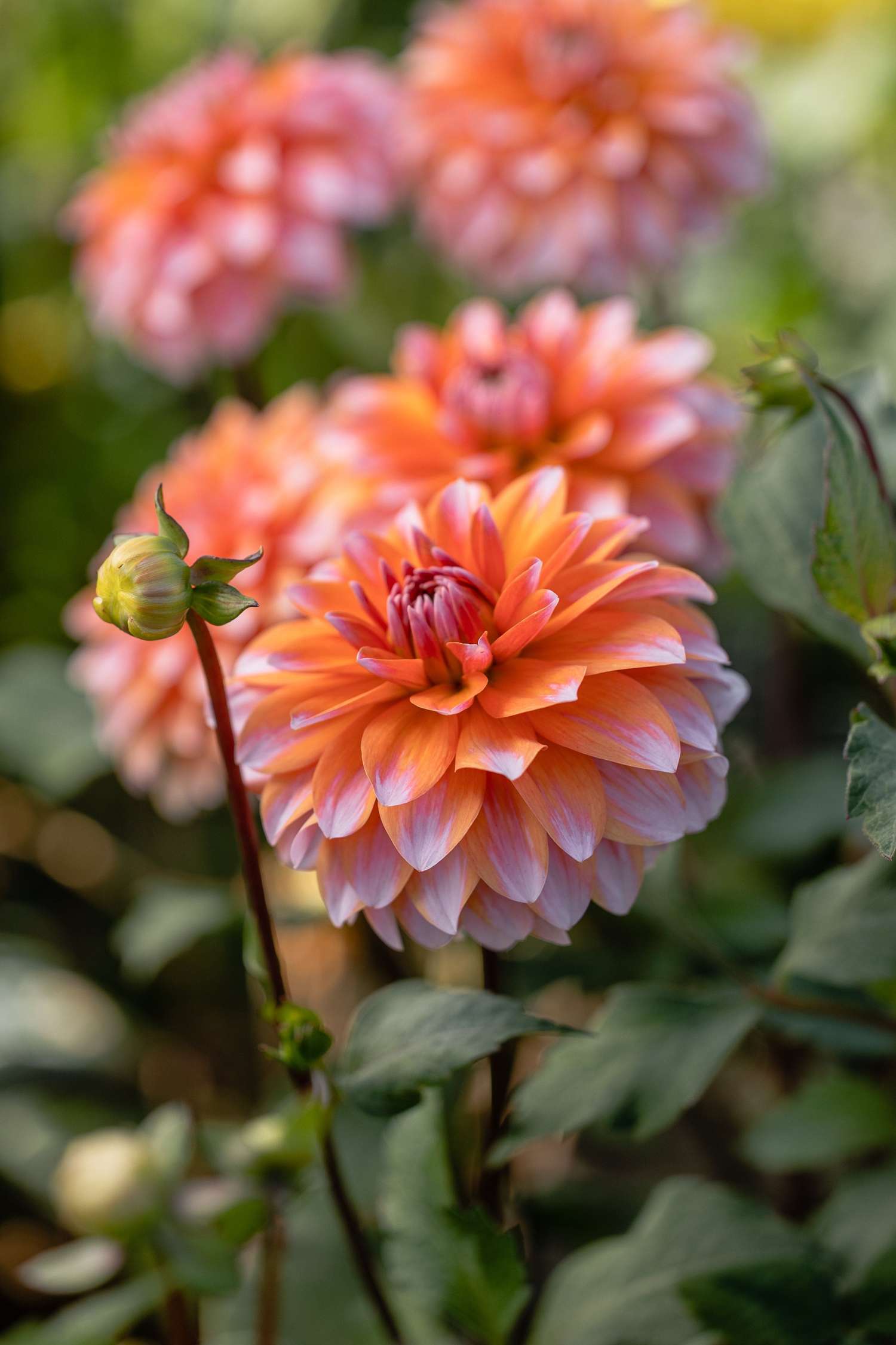 Dahlie 'Peaches & Vanilla'